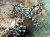 Blue Ringed Octopus