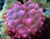 spotted Bubble Tip Anemone (Corn Anemone) photo
