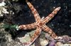 Tamnocrvena Sea Star