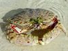 hvit Krabber Calappa bilde