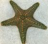 ნაცრისფერი Choc ჩიპი (Knob) ზღვის ვარსკვლავი ფოტო