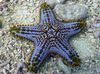 transparent Seesterne Choc Chip (Drehknopf) Sea Star foto