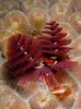 црвен Фан Црви Christmas Tree Worm фотографија