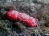 vermelho Caranguejo Coral foto