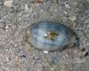 striped Clams Cowrie photo