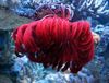 червоний Морські Лілії Морська Лілія (Пір'яста Морська Зірка) фото