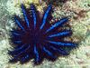 ლურჯი ზღვის ვარსკვლავი გვირგვინი Thorns ფოტო