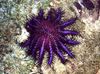 violetti Meri Tähteä Orjantappurakruunu kuva