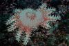 მყივანი ზღვის ვარსკვლავი გვირგვინი Thorns ფოტო