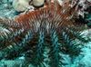 ღია ლურჯი ზღვის ვარსკვლავი გვირგვინი Thorns ფოტო