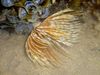 Feather Duster Worm (Indian Tubeworm)