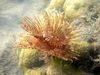 red Feather Duster Worm (Indian Tubeworm) photo