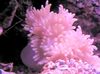 斑 平面彩色海葵 照片