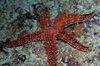 κόκκινος Galatheas Sea Star