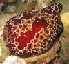 Голожаберный моллюск Коробок