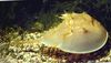 κίτρινος Καβούρια Πέταλο Καβούρια φωτογραφία