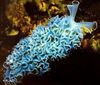 Salat Sea Slug