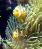 żółty Zawilce Wspaniały Morski Anemon zdjęcie