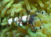 太平洋小丑海葵虾