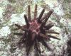 коричневый Морские Ежи Еж грифельный эуцидарис карибский фото