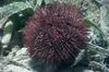 Urchin Pincushion