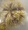 keltainen Merisiilit Pincushion Urchin kuva