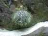 grár Pincushion Urchin mynd