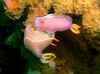 Pink Dorid Nudibranch