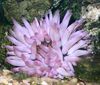 lilla Pink Spids Anemone foto