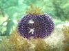 Purple ზღვის ზღარბის