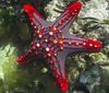 Estrella De Mar Perilla Roja (Estrella Columna Roja, Pescados De La Estrella Botón Carmesí)