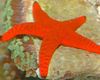 црвен Морска Звезда Red Starfish фотографија