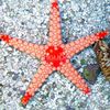 ブラウン 海の星 赤いヒトデ フォト