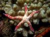Multiflora Starfish Dearg