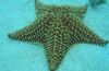 ნაცრისფერი Reticulate ზღვის ვარსკვლავი, ზღვის Cushion ვარსკვლავი ფოტო