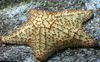 gelb Reticulate Seestern, Caribbean Kissen Sterne foto