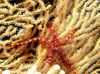 Sponge Brittle Sea Star