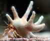 Staghorn Crab Pustnic