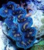 albastru Moluște Comestibile Tridacna fotografie