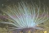 Tseriantus Anemone (Anemone Құбырлы)