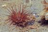 қоңыр Актинии Tseriantus Anemone (Anemone Құбырлы) фото