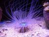 фиолетовый Анемона цериантус (Трубчатая анемона)