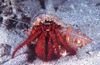 თეთრი Spotted Hermit Crab