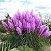 foto Kisshes Giardino - Semi di erba americana fioritura pampas (Cortaderia selloana) semi ornamentali di erba ornamentale rare 2024-2023