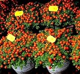 foto: acquista Semi di pomodoro ciliegio - Lycopersicon esculentum on-line, miglior prezzo EUR 3,39 nuovo 2024-2023 bestseller, recensione
