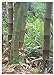 foto TROPICA - Bambù gigante (Dendrocalamus gigantea) - 50 Semi- Erbe/Bamboo 2024-2023