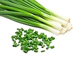 foto: acquista Semi di erba cipollina - Allium tuberosum on-line, miglior prezzo EUR 4,24 nuovo 2024-2023 bestseller, recensione