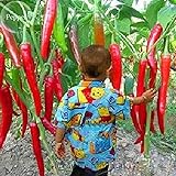 foto: acquista Giant spezie rare peperoncino piccante Red Pepper, 10 semi, verdure calde TS234T commestibili on-line, miglior prezzo EUR 1,29 nuovo 2024-2023 bestseller, recensione