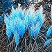 foto Bornbayb 1000 pezzi semi di erba pampas semi di erba per piantare giardini (blu, rosa, viola, bianco, giallo) 2024-2023