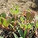 foto Semi di erbe - Portulaca / Portulaca oleracea - Portulacaceae - diversi tipi(Portulaca - verde) 2024-2023